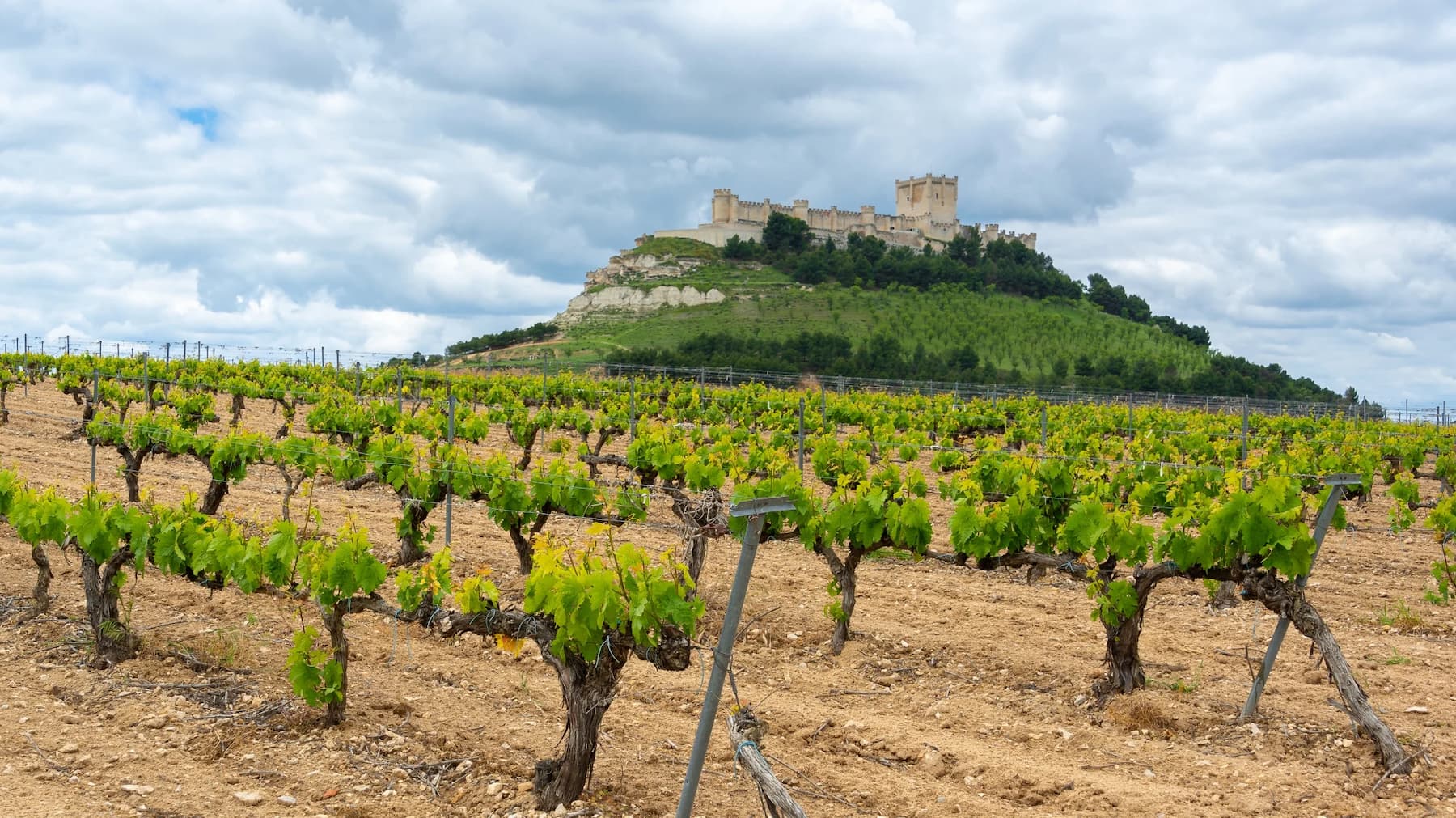 The Golden Mile Premium: Private Tasting of Ribera del Duero Icons